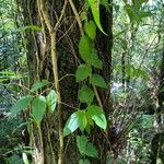 Piper borbonense Leaf