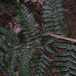 Polybotrya caudata Leaf