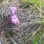 Clinopodium corsicum Květ