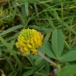 Trifolium spadiceum Květ