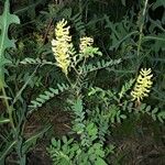 Astragalus canadensis Ліст