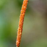 Lepisorus spicatus Flower