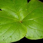 Dalechampia osana Leaf