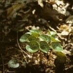 Asarum virginicum Habitus