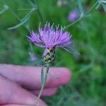 Centaurea stoebe Virág