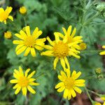 Senecio squalidus Fula