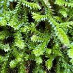 Selaginella denticulataপাতা