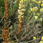 Orobanche artemisiae-campestris Агульны выгляд