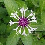 Centaurea lugdunensis Floro