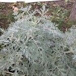 Artemisia arborescens برگ