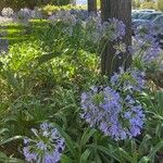 Agapanthus campanulatusᱵᱟᱦᱟ