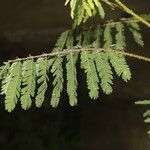 Mimosa diplotricha Blad