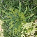 Cyperus strigosus 葉