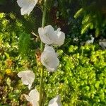 Campanula persicifolia Flower