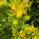 Lysimachia punctataFlower