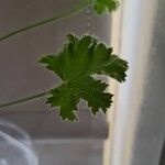 Pelargonium graveolens Feuille