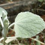 Malacothamnus jonesii Blad