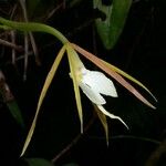 Epidendrum nocturnum Froito