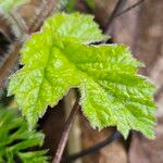 Heracleum sibiricum पत्ता