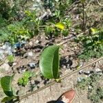 Cryptostegia madagascariensis Leaf