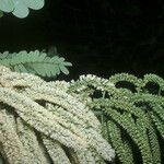 Entada polystachya Flor