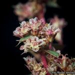 Amaranthus torreyi Цвят