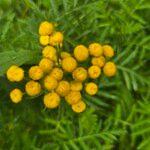 Tanacetum vulgare花