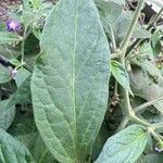 Capsicum pubescens Hoja