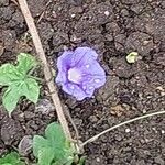 Ipomoea hederacea Bloem