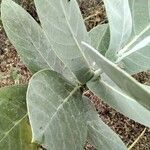 Calotropis procera Feuille