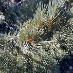 Pinus monophylla Liść