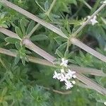 Galium album Rinde