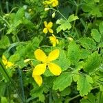 Chelidonium majusFlower