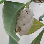 Anthurium scandens Fruto