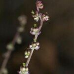 Triglochin laxiflora Anders