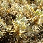 Astracantha sicula Otro