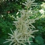 Sorbaria kirilowii ফুল