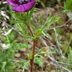 Roemeria hybrida Hoja