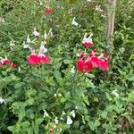 Salvia microphyllaЦветок