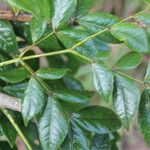 Albizia adinocephala Blatt