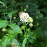 Dipsacus pilosusFlower