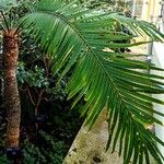 Cycas rumphii ᱥᱟᱠᱟᱢ