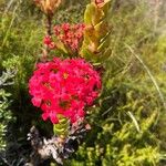 Crassula coccinea Flor