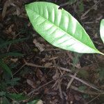 Pradosia cochlearia Leaf