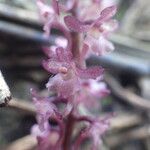 Rhipidoglossum rutilum Flower