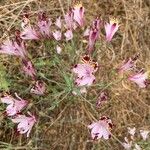 Alstroemeria pulchra Flor