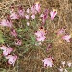 Alstroemeria pulchra Flower