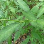 Persicaria mitis Blad