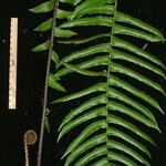Cyclopeltis semicordata Hoja