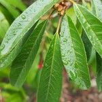 Photinia davidiana 叶